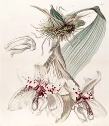Stanhopea martiana